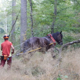 JOURNÉES DE LA FORÊT