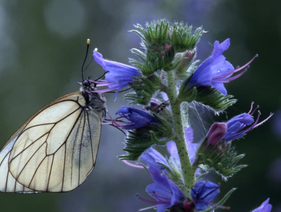 LUMIÈRE SUR LES PAPILLONS DU MASSIF VOSGIEN