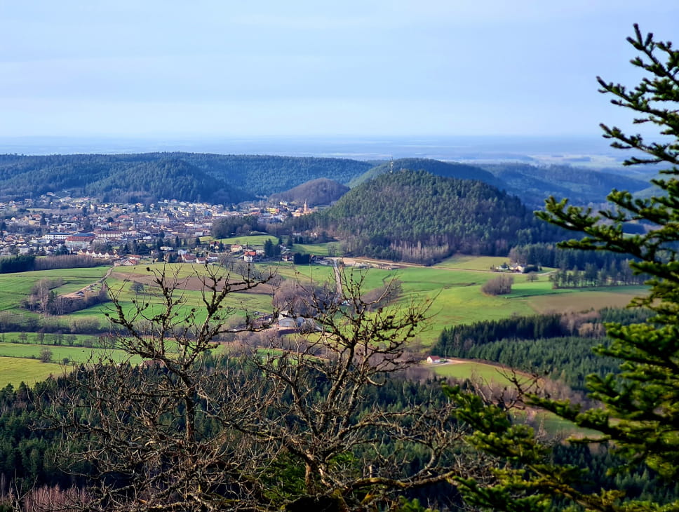 JOURNÉES DU PATRIMOINE - BALADE SUR LES ARBRES REMARQUABLES DANS LE MASSIF DE L'AVISON