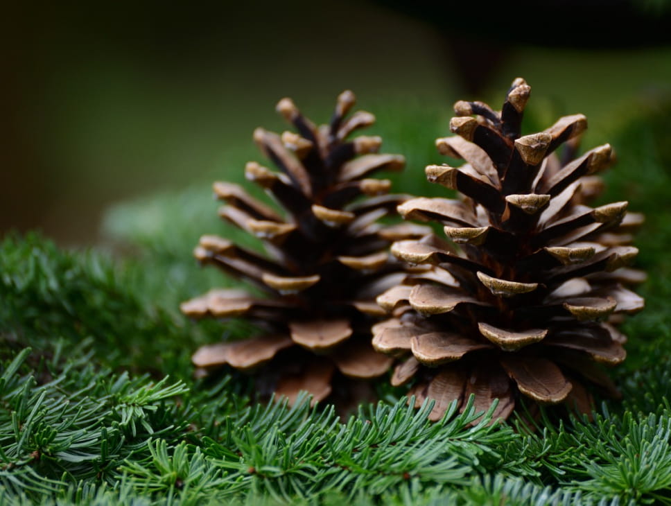 EN ATTENDANT NOËL - CRÉATION DE COURONNE DE NOËL