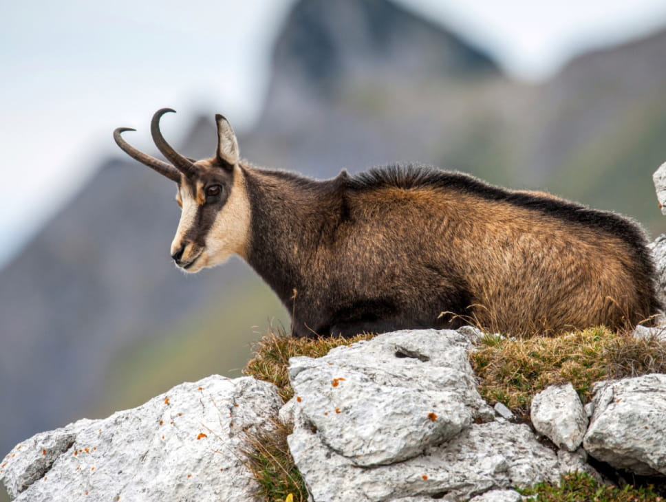 OBSERVATION DES CHAMOIS